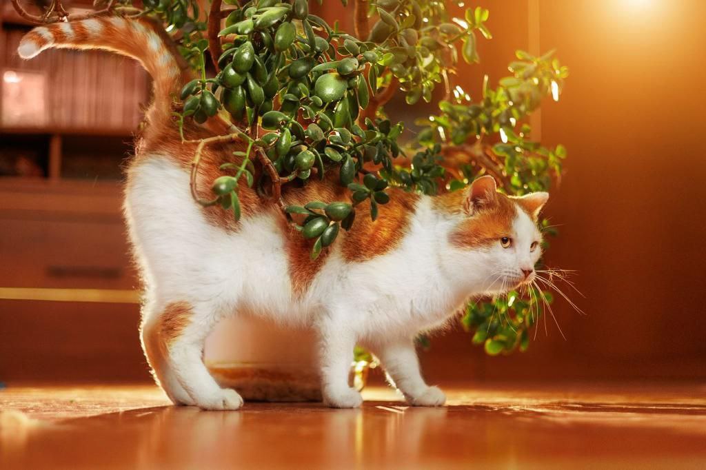 кот чубайс ищет дом