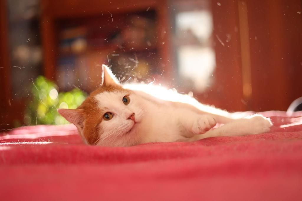 кот чубайс ищет дом