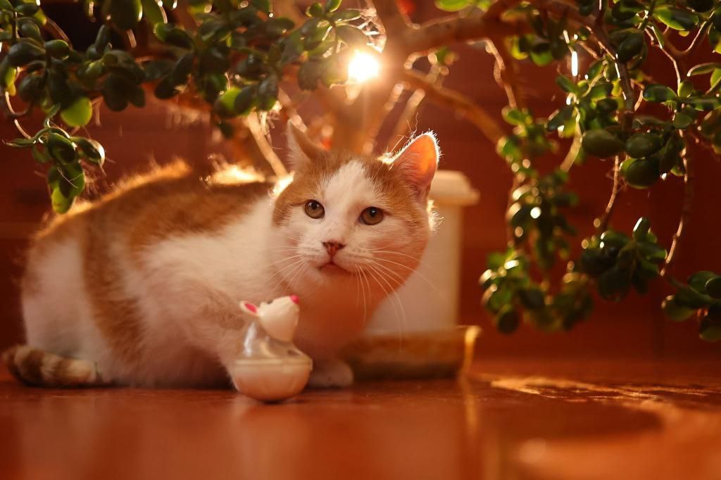 кот чубайс ищет дом