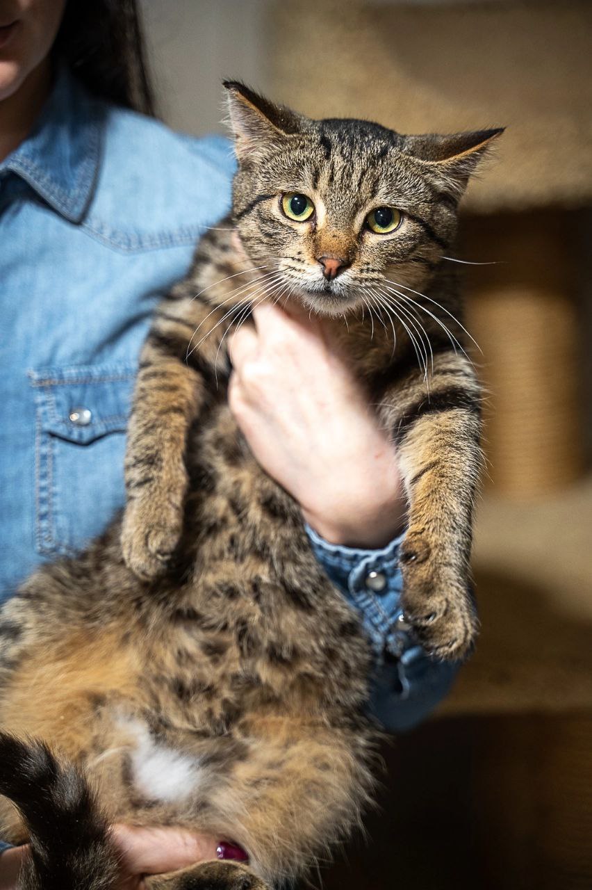 кот федот ищет дом