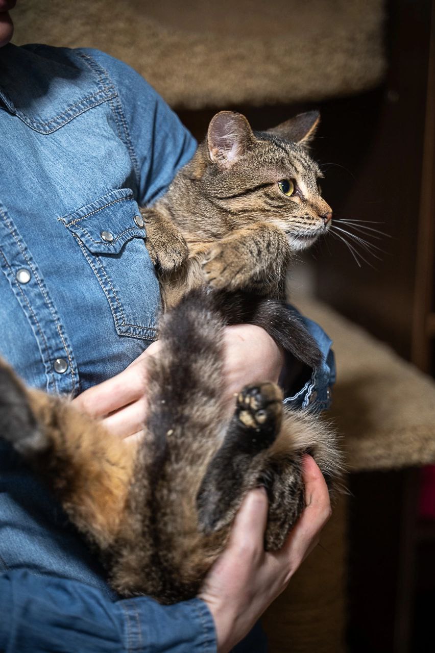 кот федот ищет дом