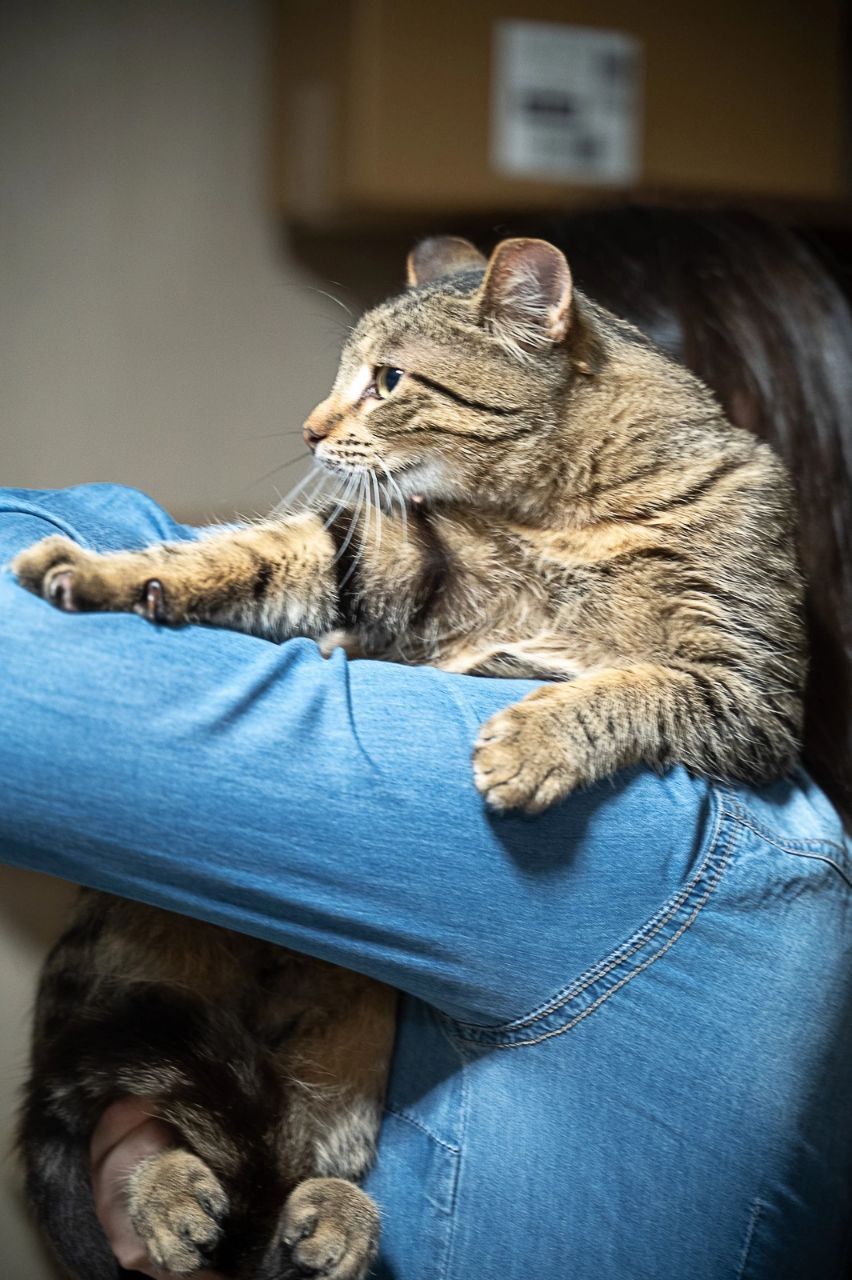 кот федот ищет дом