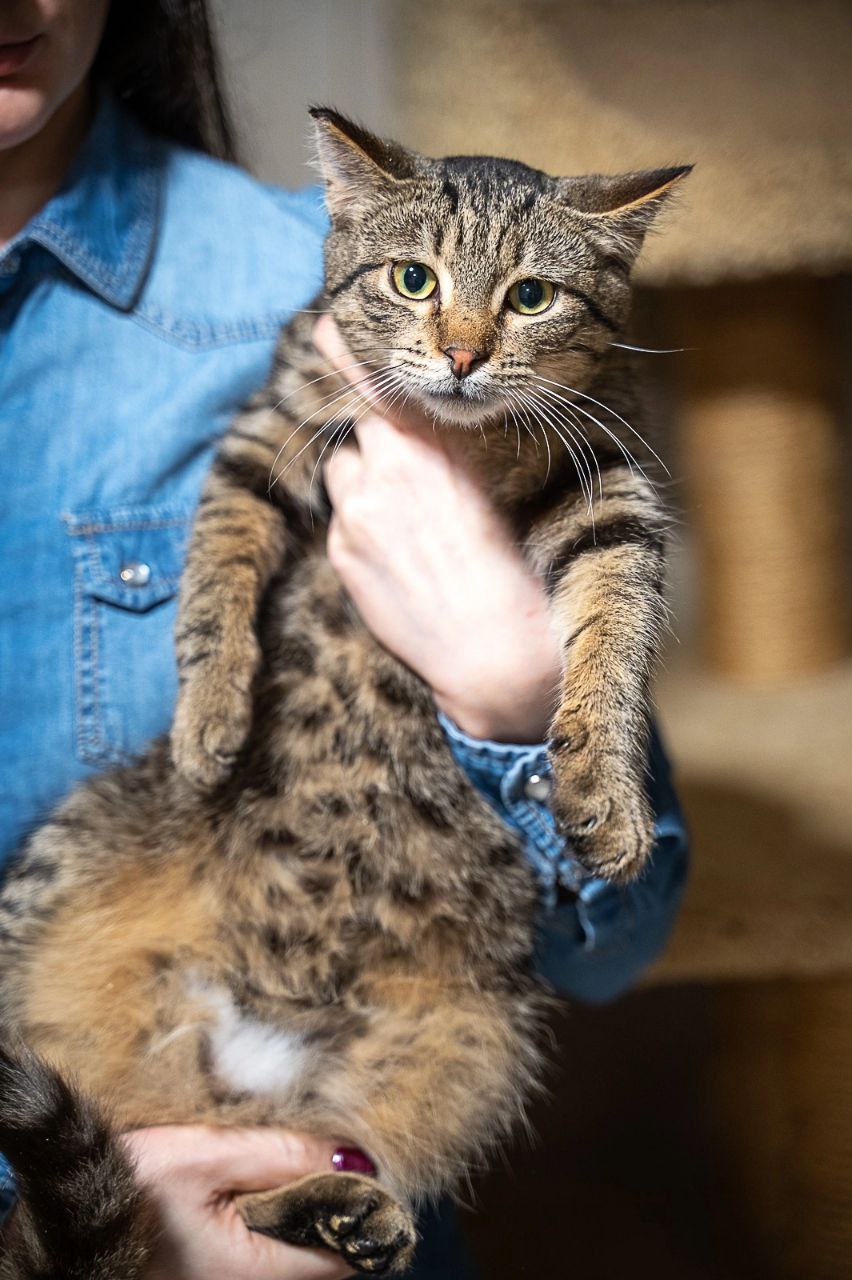 кот федот ищет дом