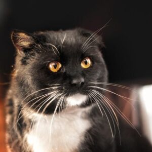 Кот Марк ищет дом