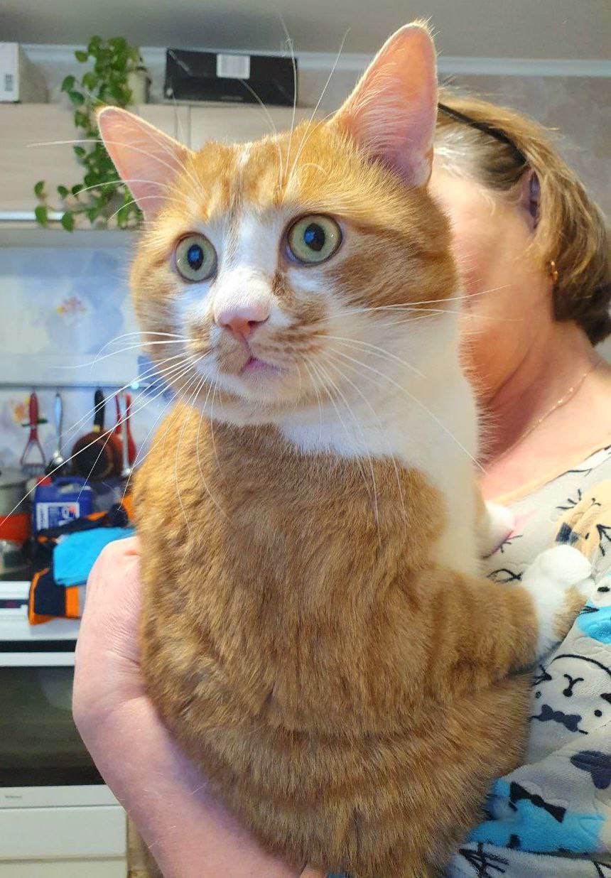 Кот Руфус ищет дом