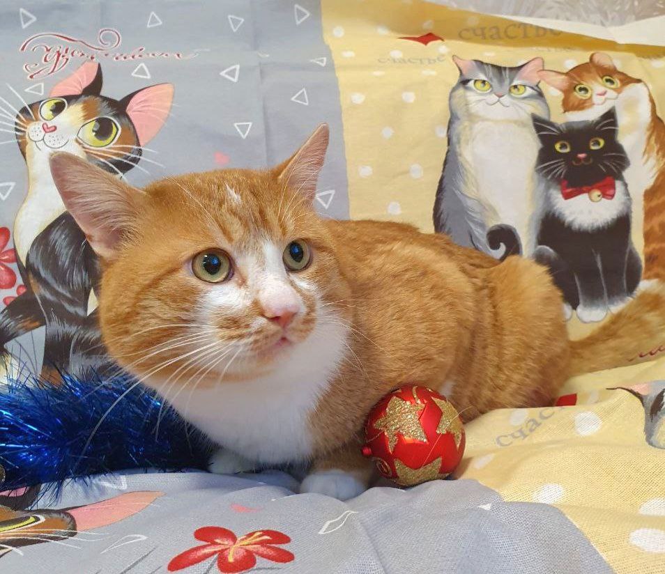 Кот Руфус ищет дом