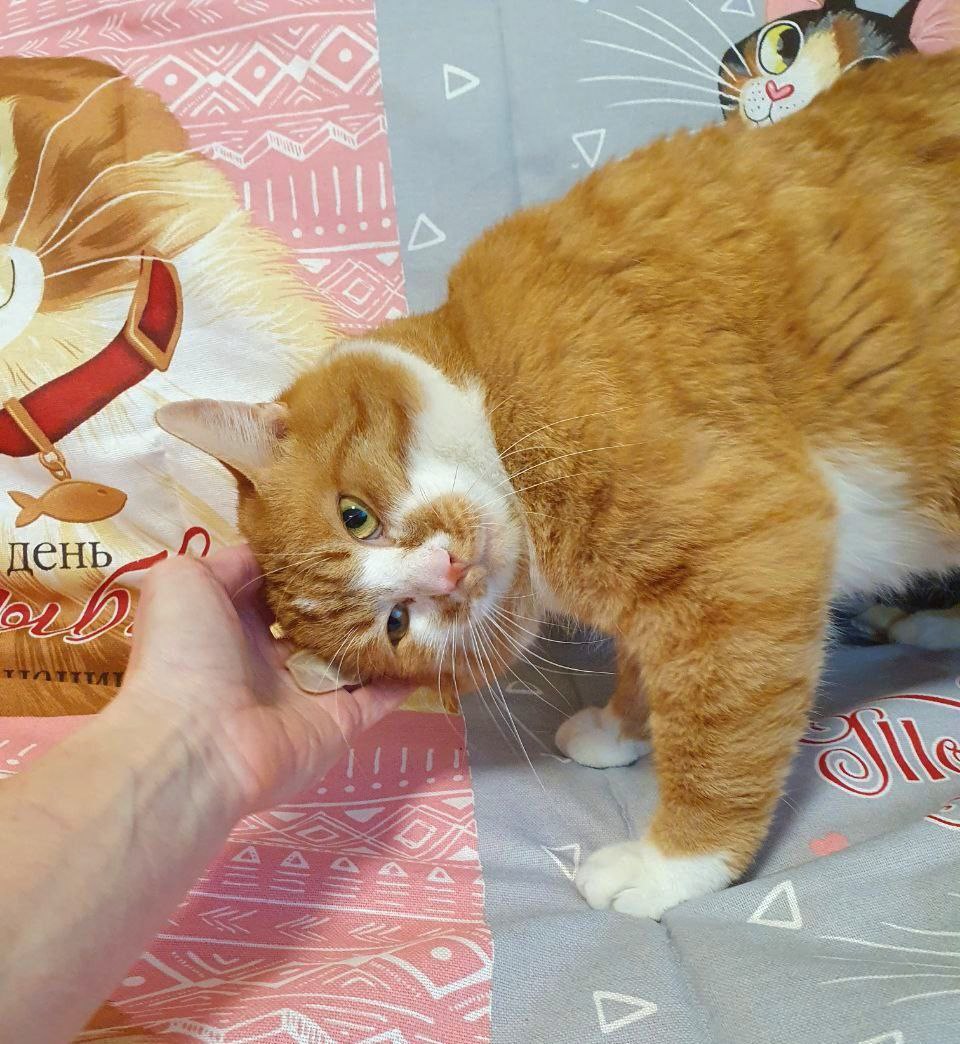 Кот Руфус ищет дом