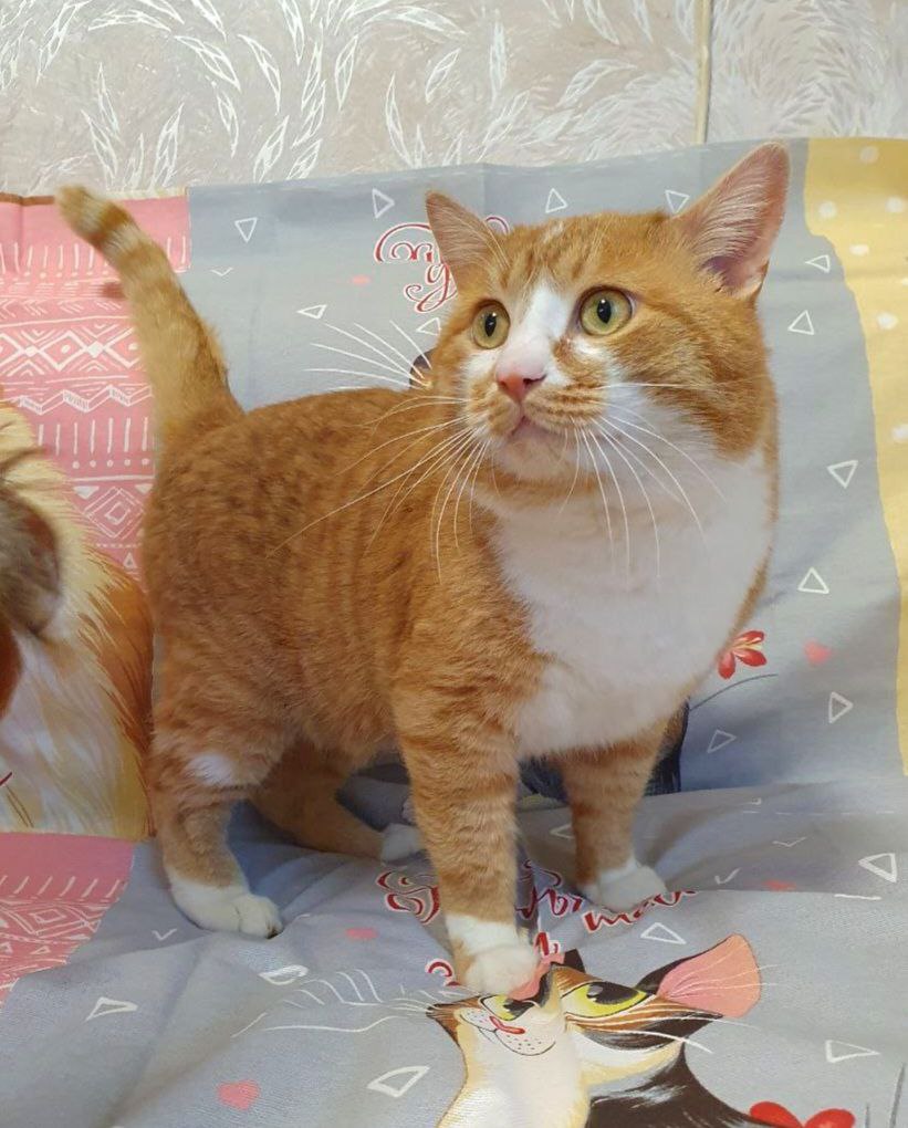 Кот Руфус ищет дом