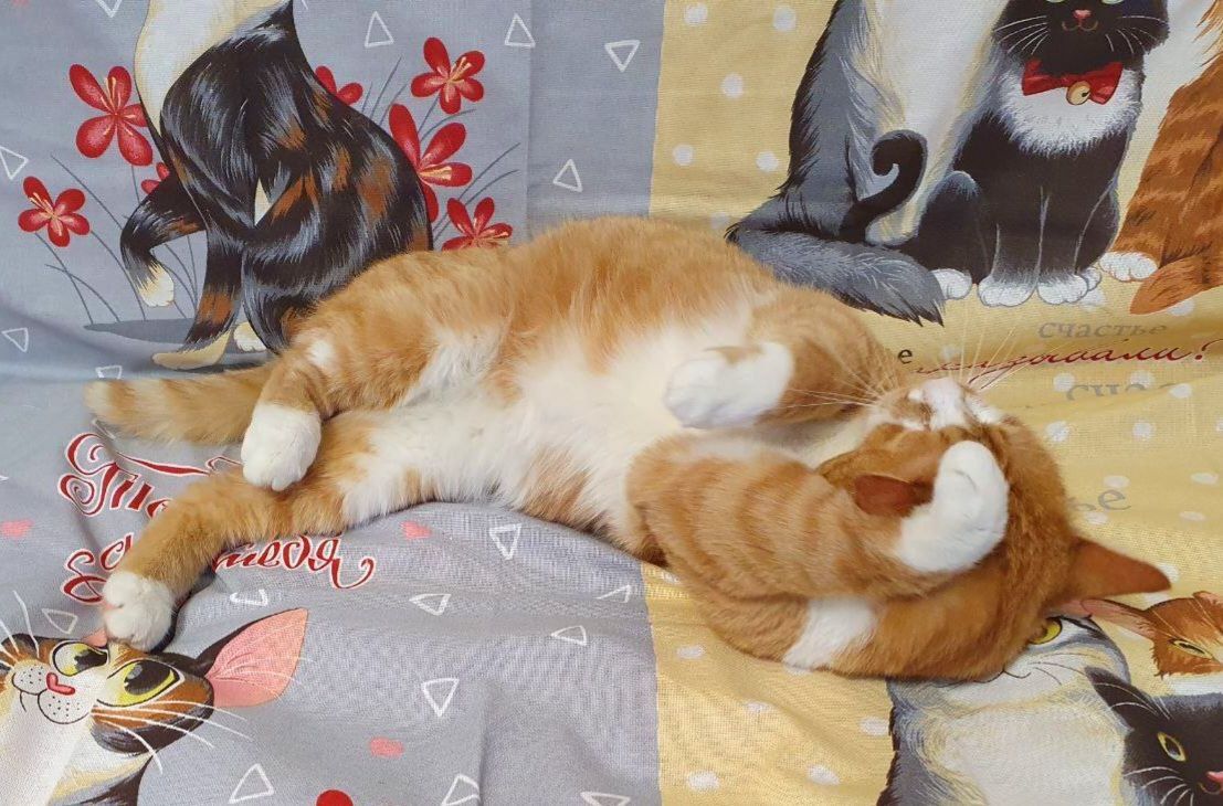 Кот Руфус ищет дом