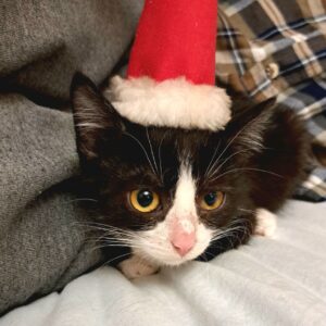 Котенок Тэя ищет дом