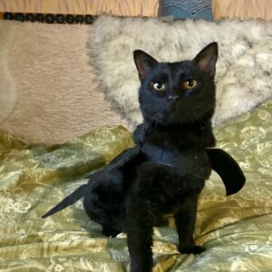 кот маяковский ищет дом