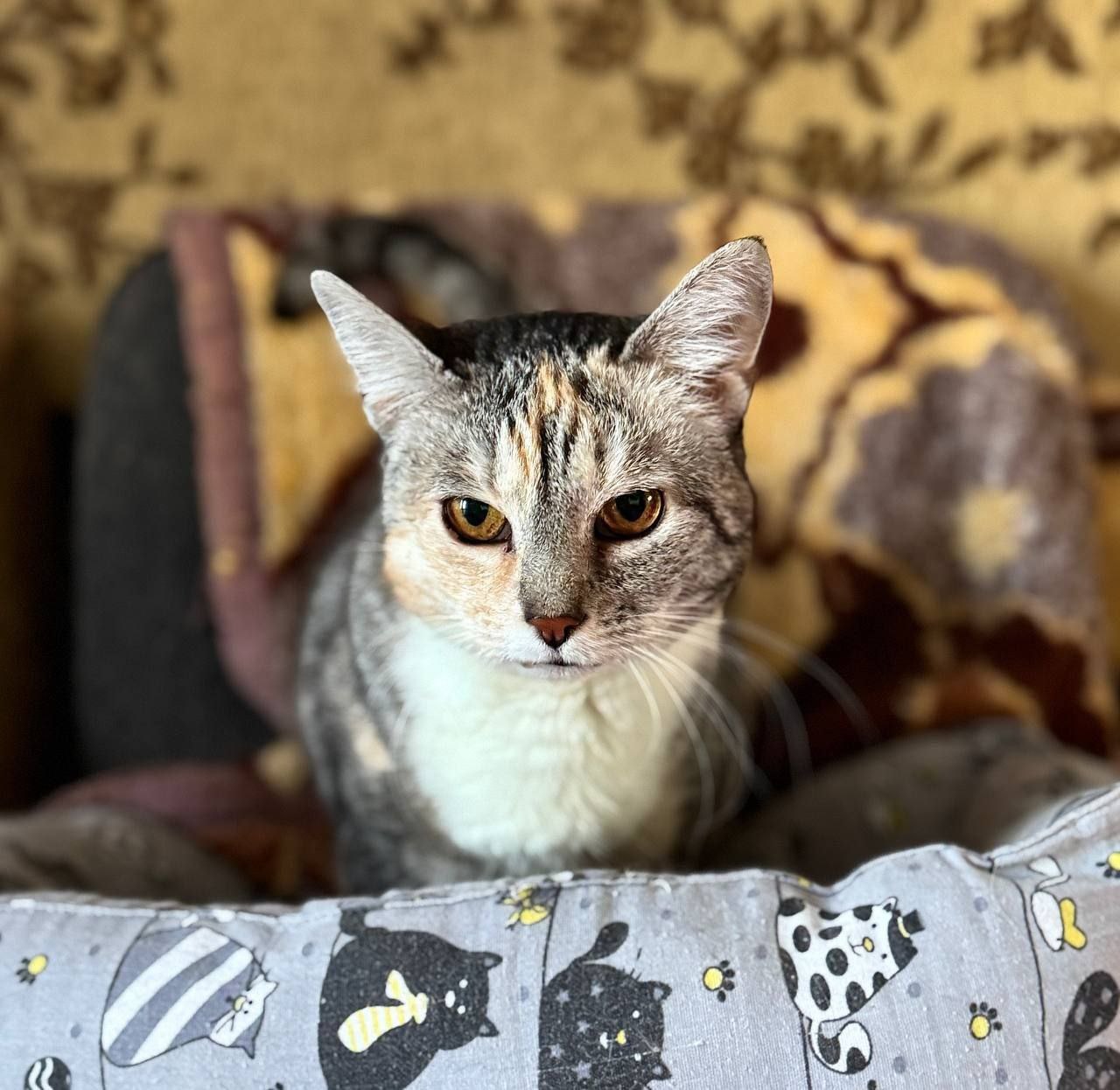 Мила кошка из приюта