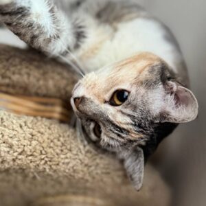 Мила кошка из приюта