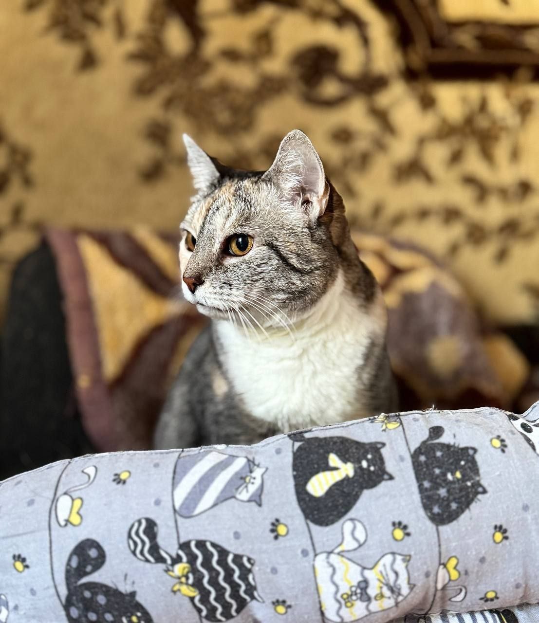 Мила кошка из приюта