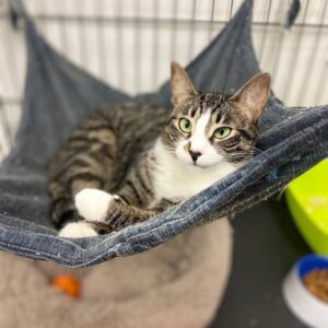 Бузина кошка из приюта
