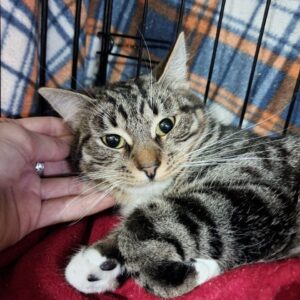 кошка репейница ищет дом