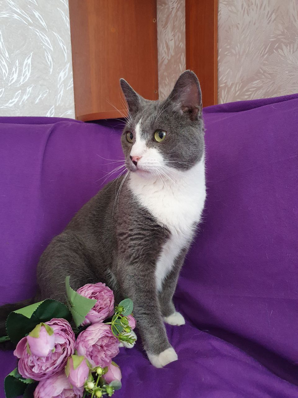 кот дымок ищет дом