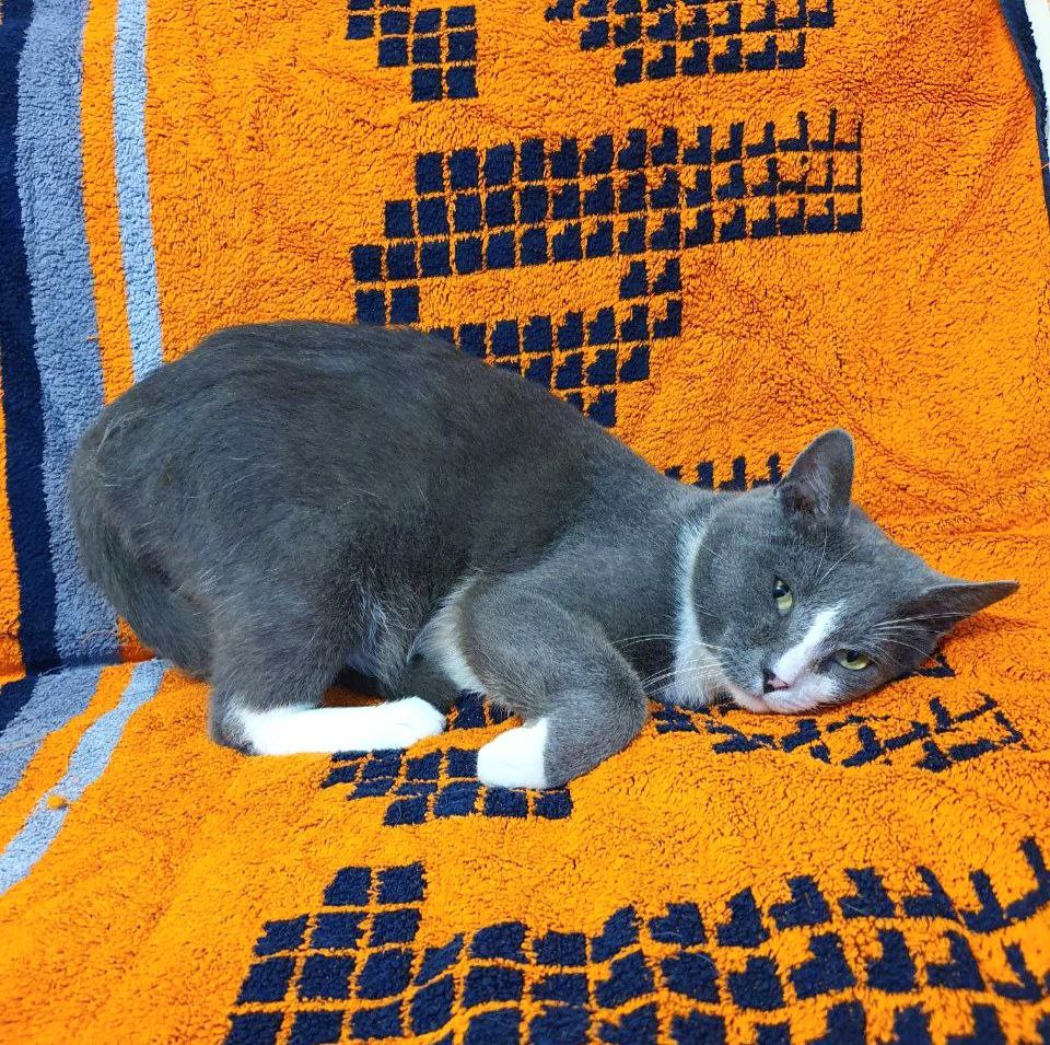 кот дымок ищет дом