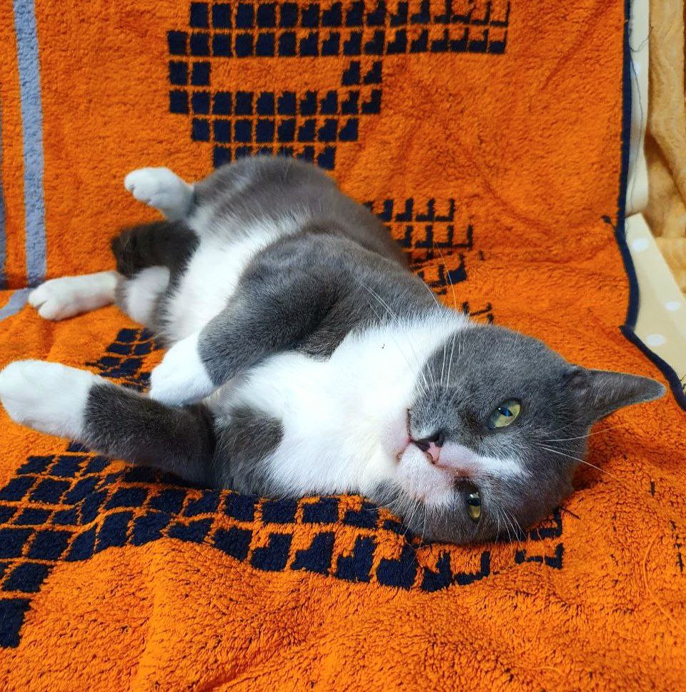 кот дымок ищет дом