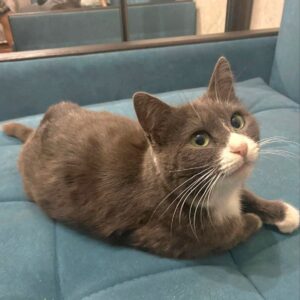 кошка мамасита ищет дом