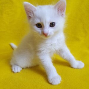 Котенок Авалон ищет дом
