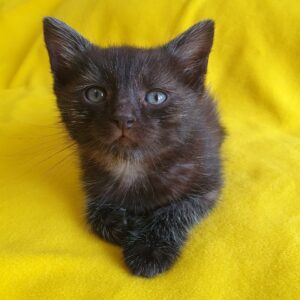 котенок ежевика ищет дом
