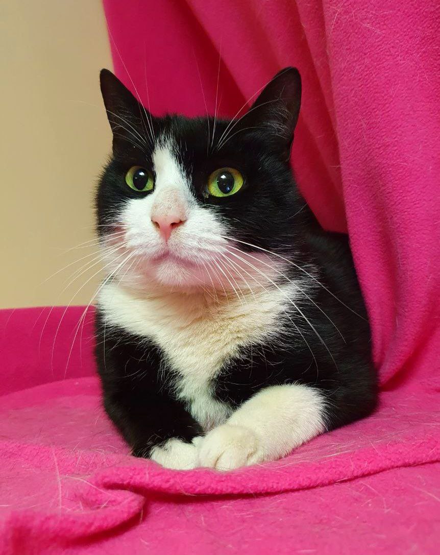 Кошка Печенька ищет дом
