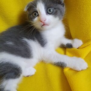 Котенок Скай ищет дом