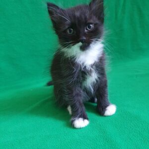 Котенок Таити ищет дом