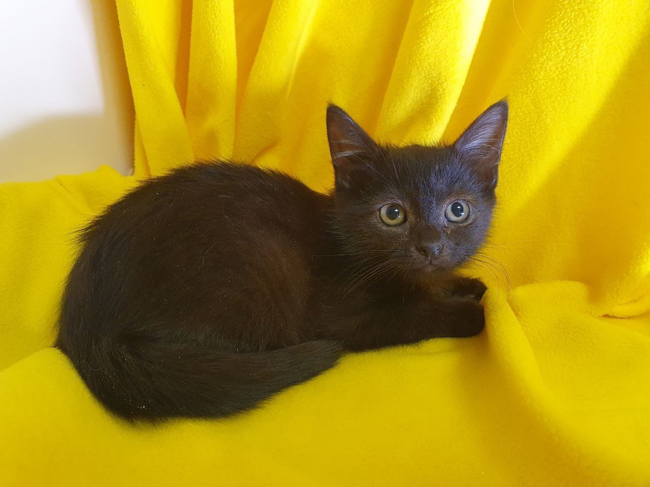 Котенок Лакрица ищет дом