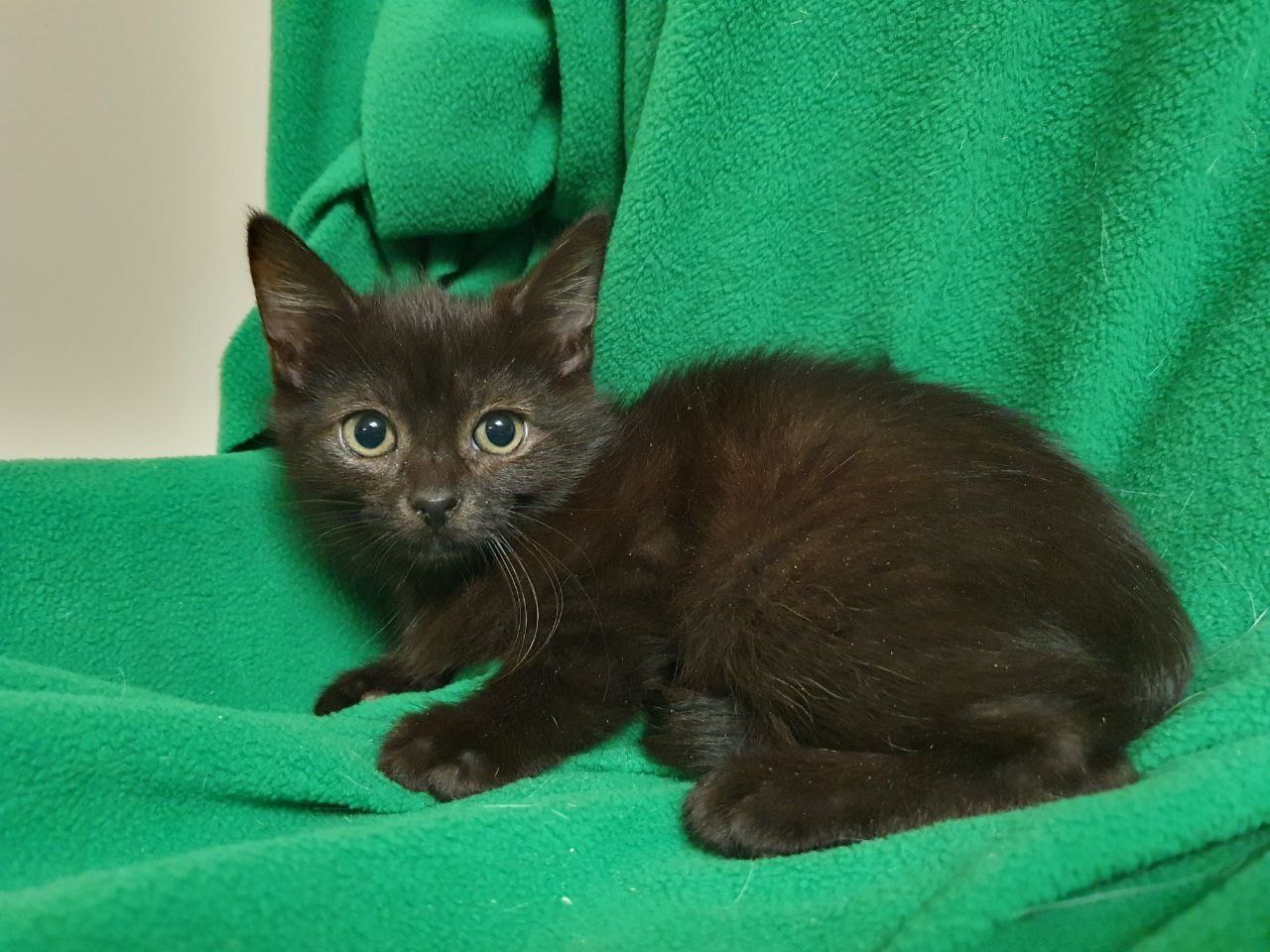 Котенок Лакрица ищет дом