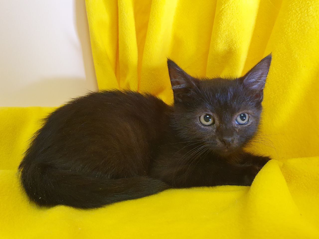 Котенок Лакрица ищет дом