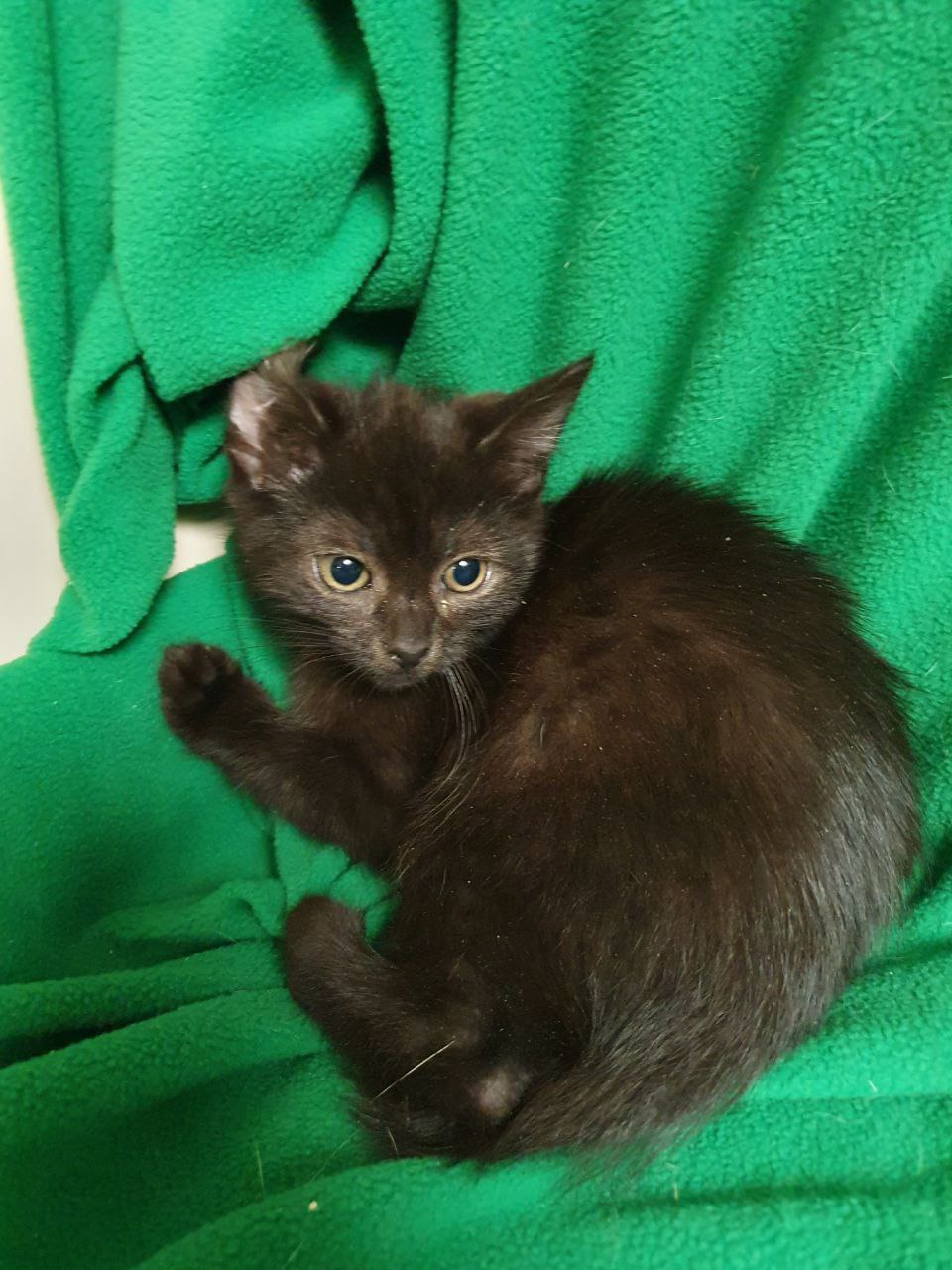 Котенок Лакрица ищет дом