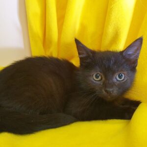 Котенок Лакрица ищет дом