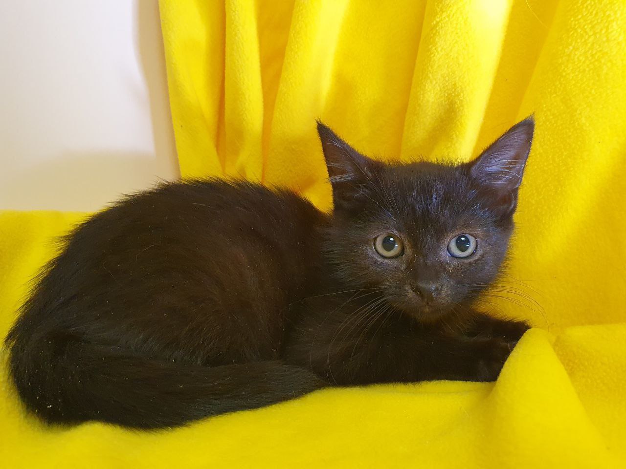 Котенок Лакрица ищет дом