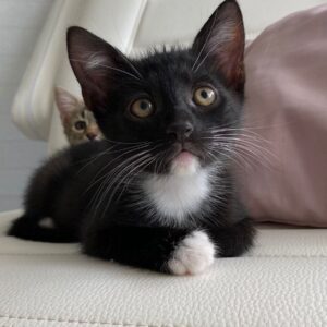 Котенок Иван из приюта