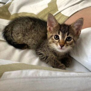 Марья - котенок из приюта