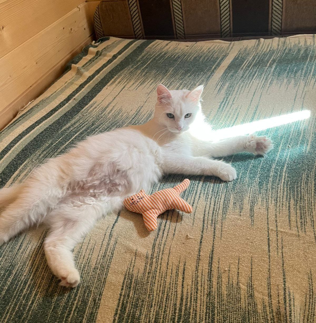 Кошка Жемчужина из приюта
