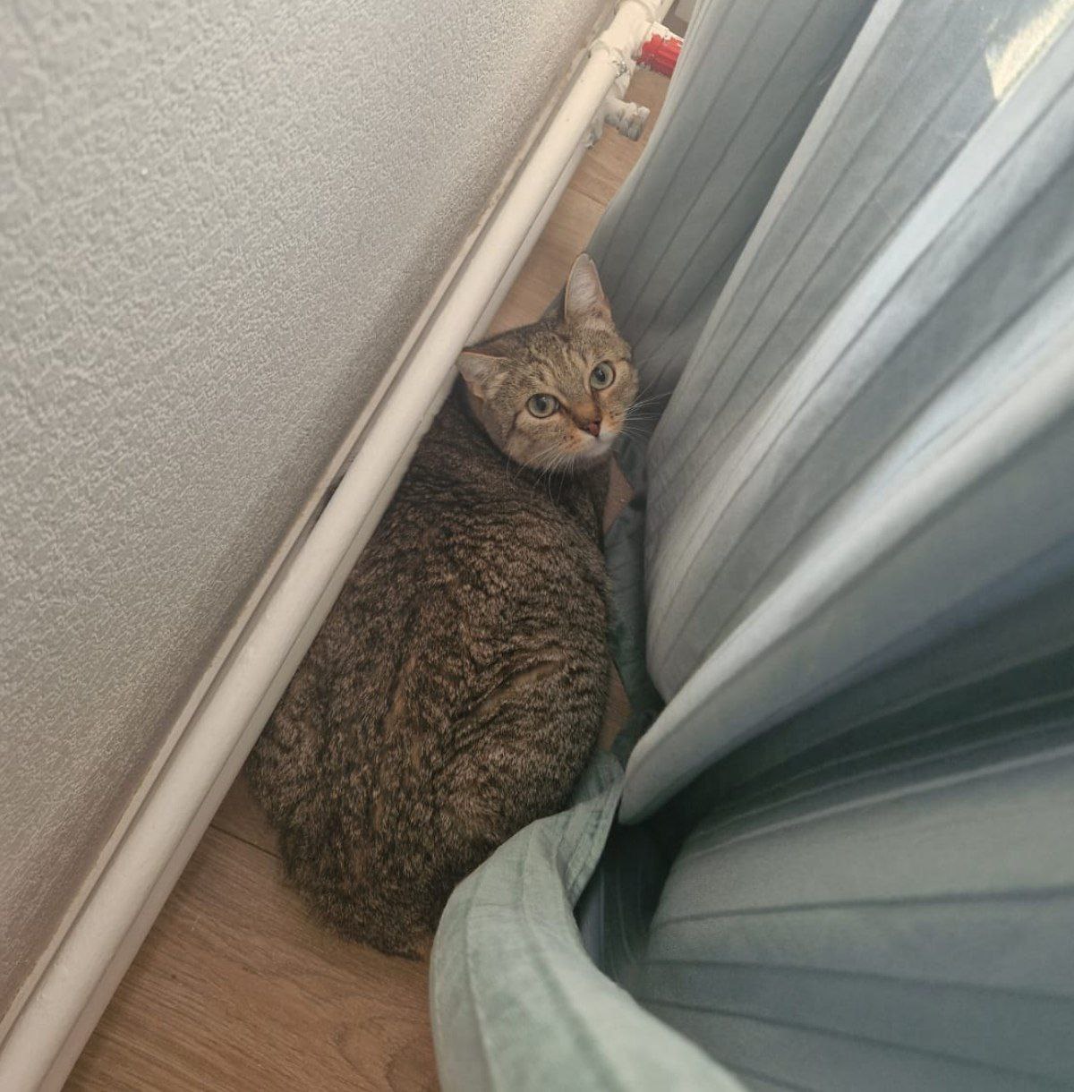 Кошка Лавра из приюта