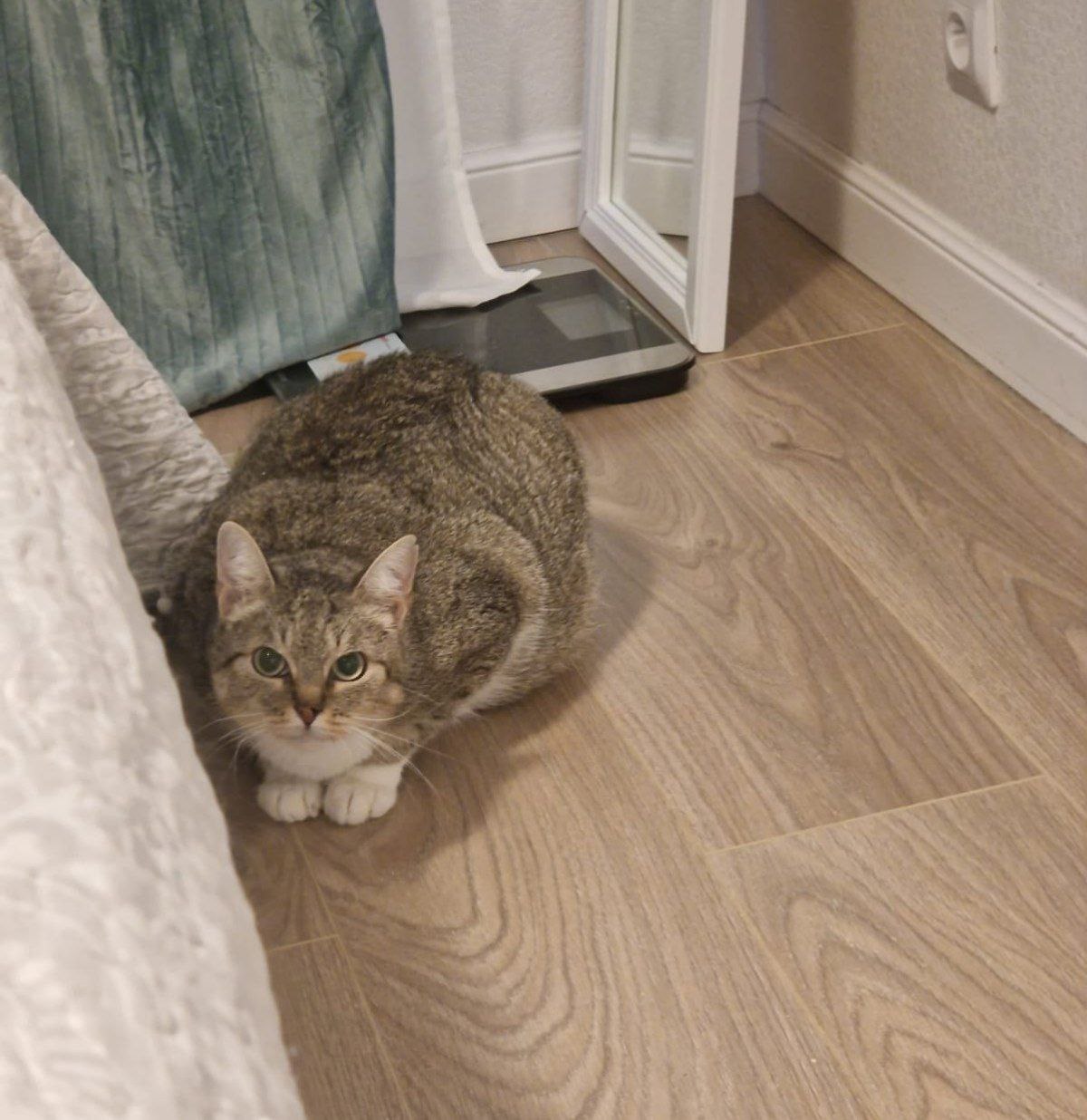 Кошка Лавра из приюта