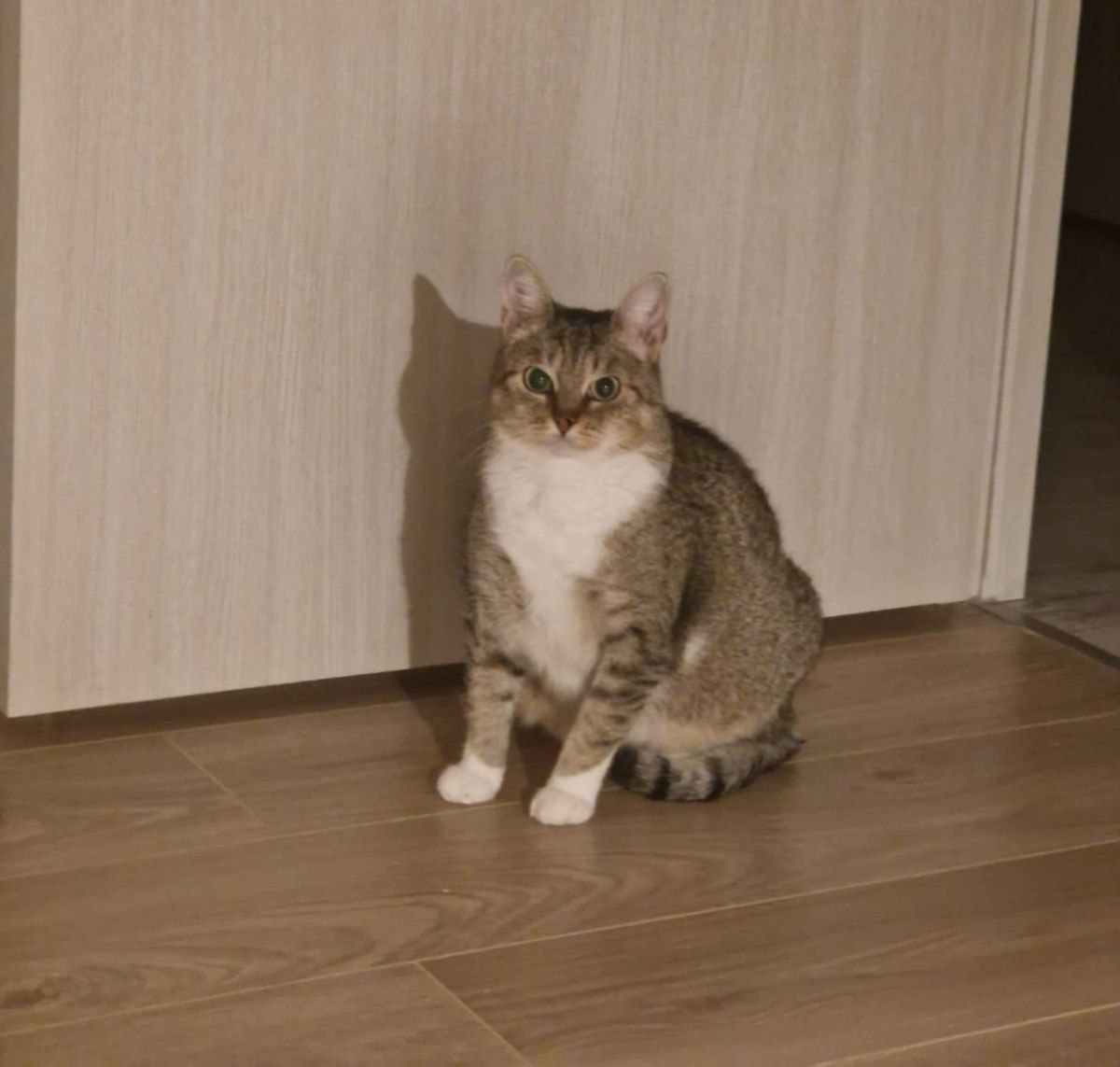 Кошка Лавра из приюта