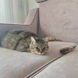 Кошка Лавра из приюта