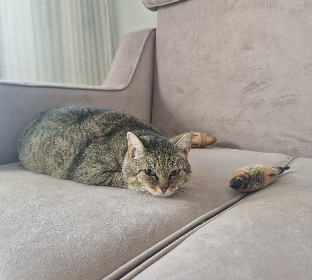 Кошка Лавра из приюта