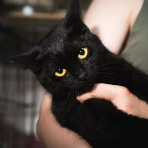 Кошка Самира из приюта