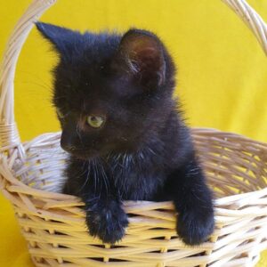 Кошка Смолка из приюта