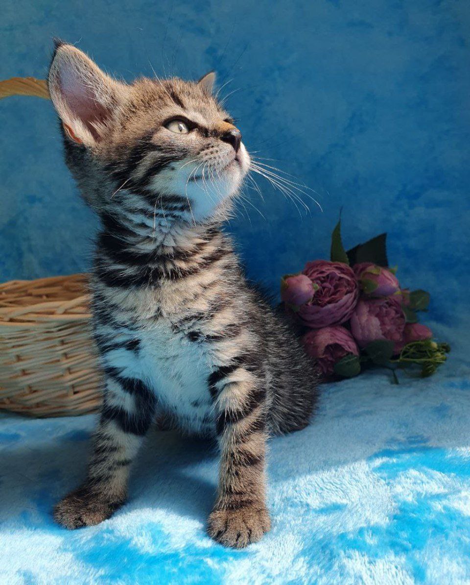 Кошка Тигра из приюта