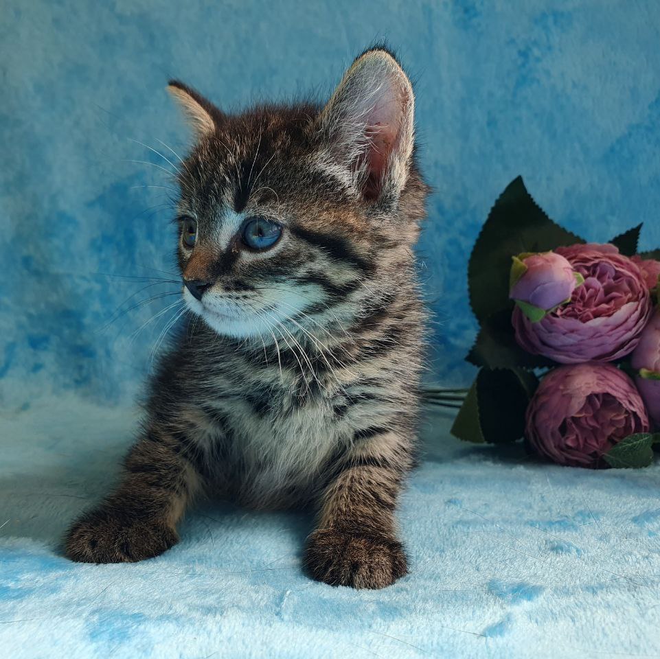 Кошка Тигра из приюта