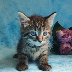 Кошка Тигра из приюта