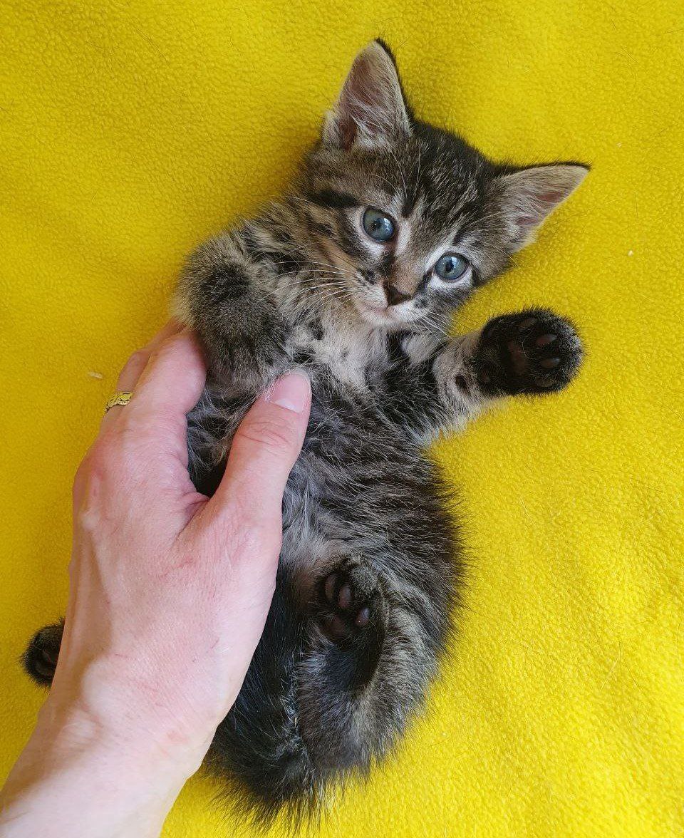 Кошка Тигра из приюта