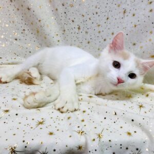 Кот Юпитер из приюта